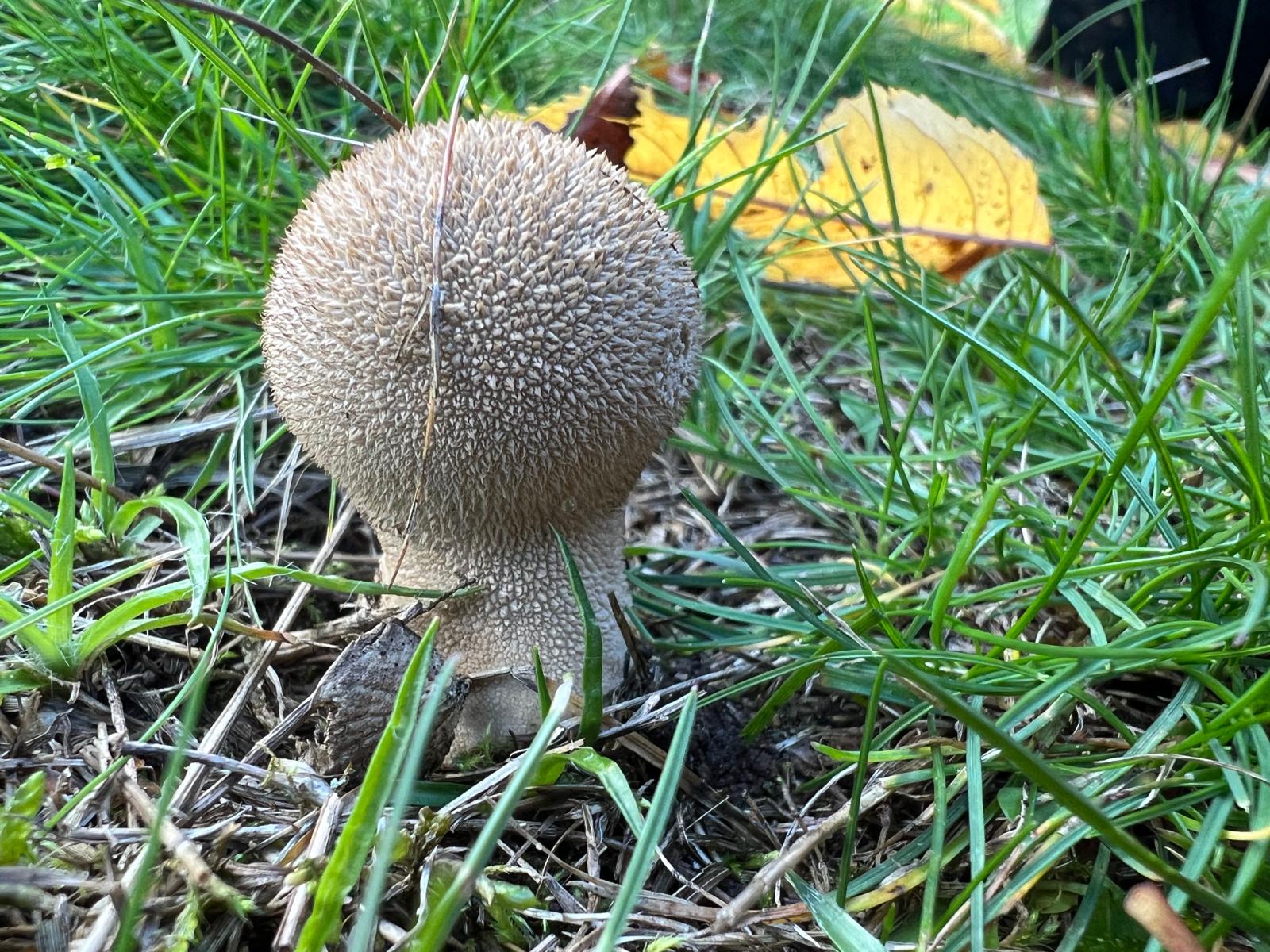 WhatsApp Image 2025-10-26 at 17.46.42 (1)