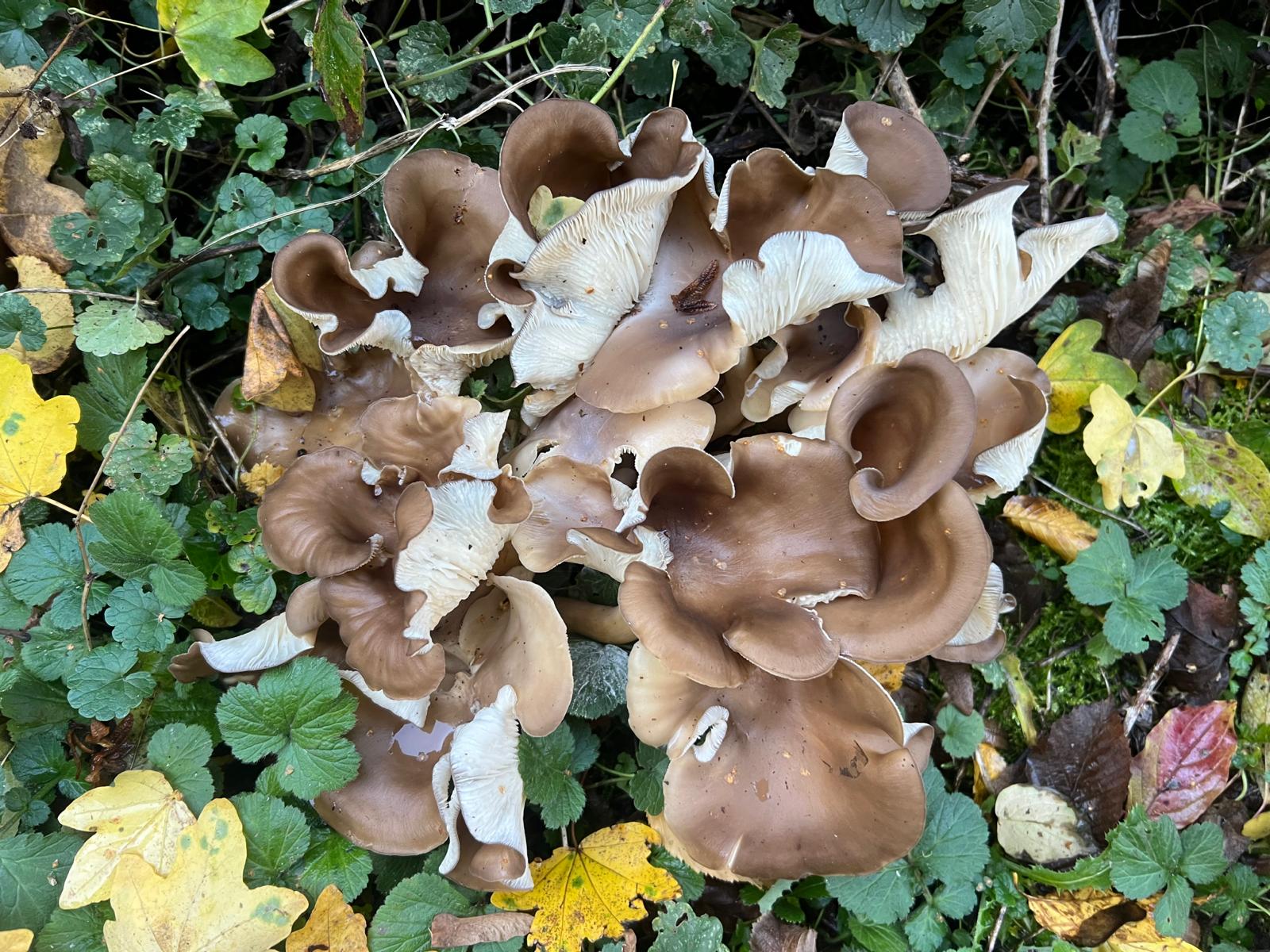 WhatsApp Image 2025-10-26 at 17.46.45 (2)