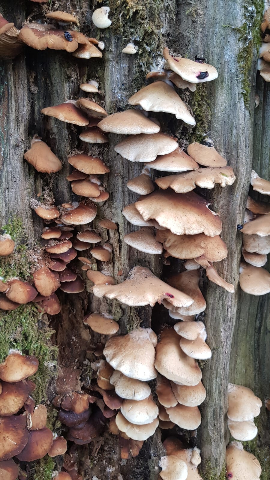 WhatsApp Image 2025-11-03 at 18.40.31 (1)