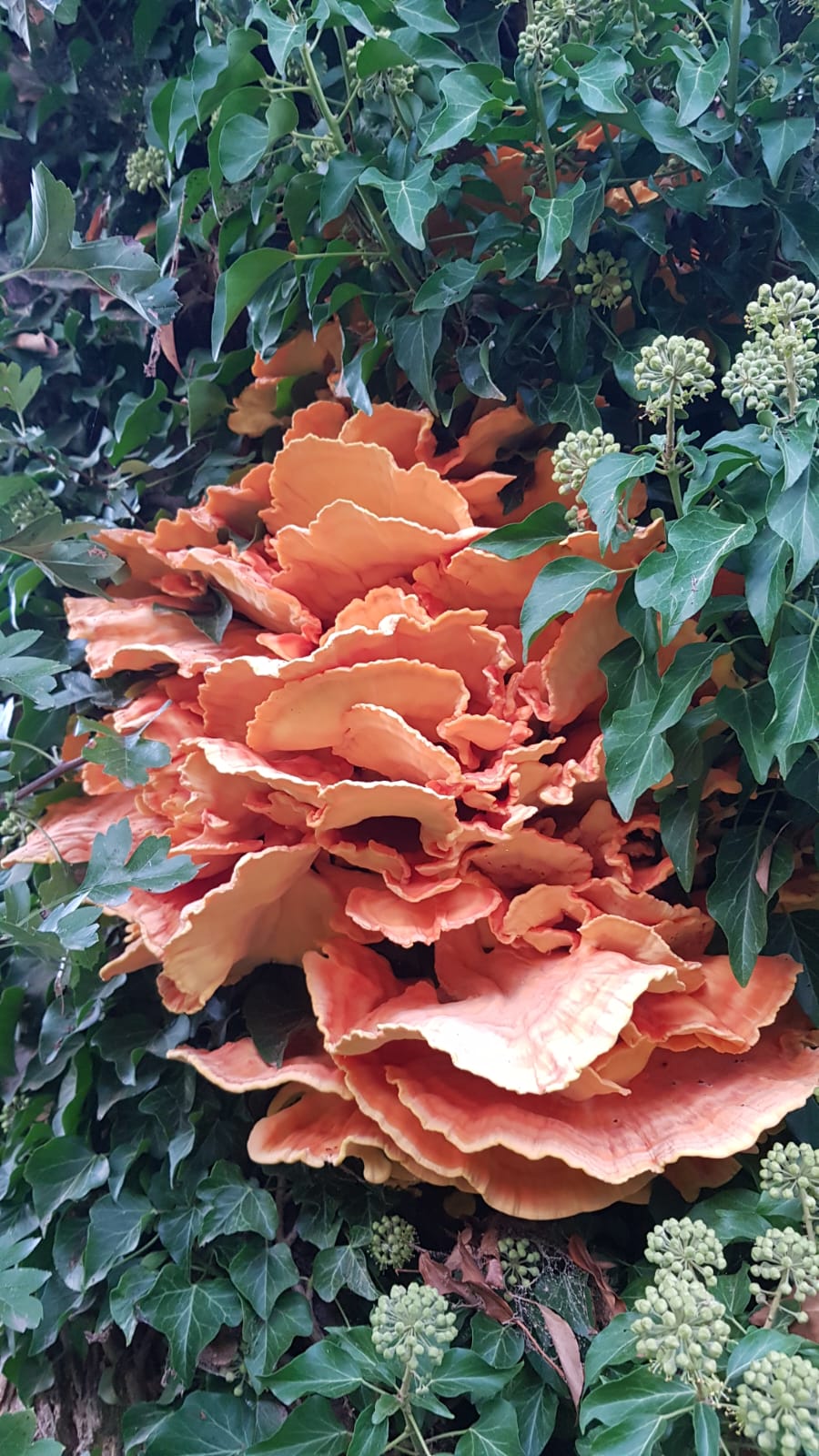 WhatsApp Image 2025-11-03 at 18.40.31 (2)